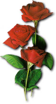 roses.jpg (15633 bytes)